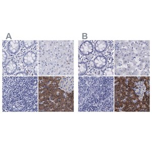 Merck Anti-ARSG antibody produced in rabbit