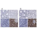 Merck Anti-ARSG antibody produced in rabbit