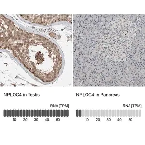 Merck Anti-NPLOC4 antibody produced in rabbit