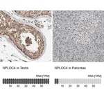 Merck Anti-NPLOC4 antibody produced in rabbit