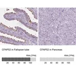 Merck Anti-CFAP52 antibody produced in rabbit