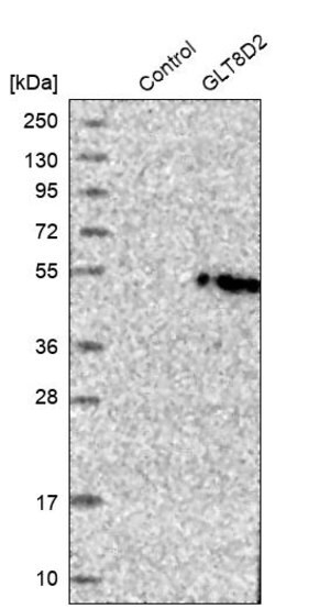 Merck Anti-GLT8D2 antibody produced in rabbit
