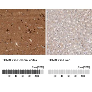 Merck Anti-TOM1L2 antibody produced in rabbit