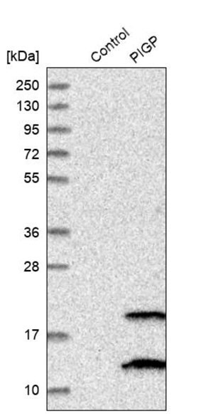 Merck Anti-PIGP antibody produced in rabbit