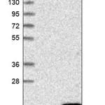 Merck Anti-PIGP antibody produced in rabbit