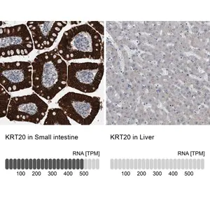 Merck Anti-KRT20 antibody produced in rabbit
