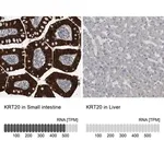Merck Anti-KRT20 antibody produced in rabbit