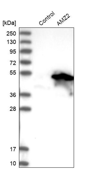 Merck Anti-AMZ2 antibody produced in rabbit