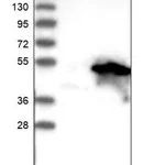 Merck Anti-AMZ2 antibody produced in rabbit