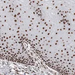 Merck Anti-EYA2 antibody produced in rabbit