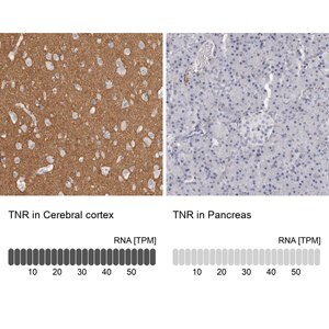 Merck Anti-TNR antibody produced in rabbit