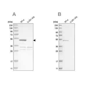 Merck Anti-SCP2 antibody produced in rabbit