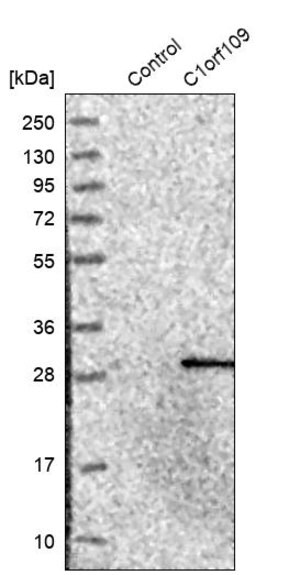 Merck Anti-C1orf109 antibody produced in rabbit