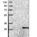 Merck Anti-C1orf109 antibody produced in rabbit
