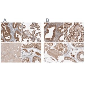 Merck Anti-KYAT3 antibody produced in rabbit