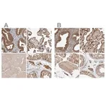 Merck Anti-KYAT3 antibody produced in rabbit