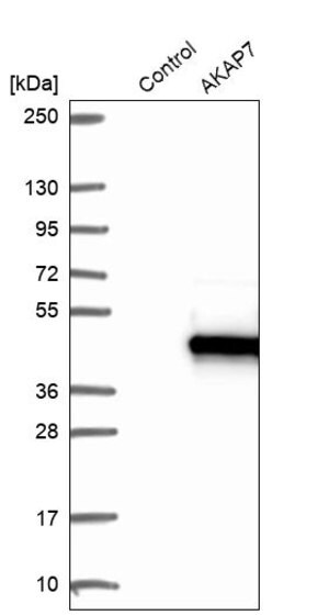 Merck Anti-AKAP7 antibody produced in rabbit