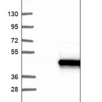 Merck Anti-AKAP7 antibody produced in rabbit