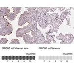 Merck Anti-ERICH5 antibody produced in rabbit
