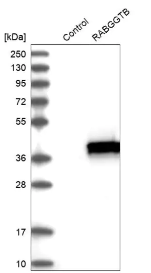 Merck Anti-RABGGTB antibody produced in rabbit