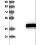 Merck Anti-RABGGTB antibody produced in rabbit
