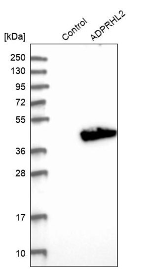 Merck Anti-ADPRHL2 antibody produced in rabbit