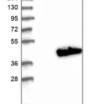 Merck Anti-ADPRHL2 antibody produced in rabbit