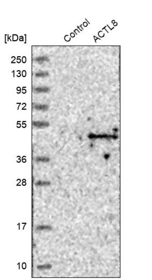 Merck Anti-ACTL8 antibody produced in rabbit