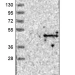 Merck Anti-ACTL8 antibody produced in rabbit