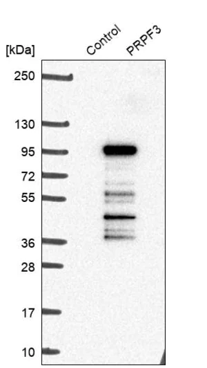 Merck Anti-PRPF3 antibody produced in rabbit