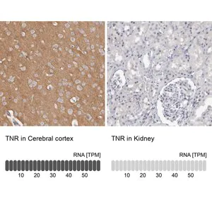 Merck Anti-TNR antibody produced in rabbit