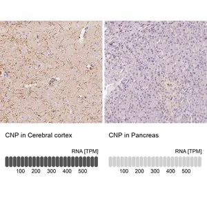 Merck Anti-CNP antibody produced in rabbit
