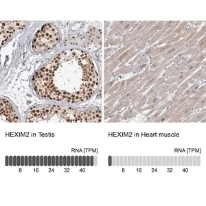 Merck Anti-HEXIM2 antibody produced in rabbit