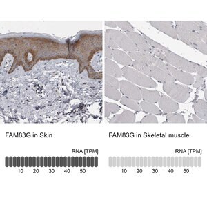 Merck Anti-FAM83G antibody produced in rabbit