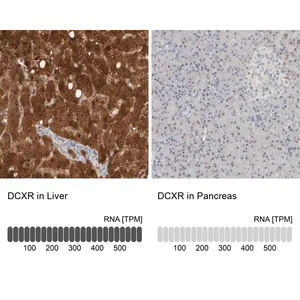 Merck Anti-DCXR antibody produced in rabbit
