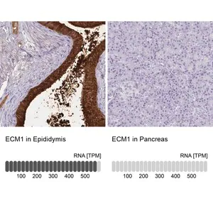 Merck Anti-ECM1 antibody produced in rabbit