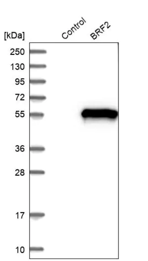 Merck Anti-BRF2 antibody produced in rabbit
