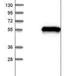 Merck Anti-BRF2 antibody produced in rabbit