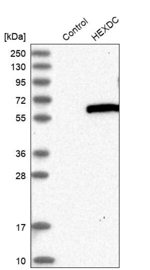 Merck Anti-HEXDC antibody produced in rabbit