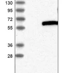 Merck Anti-HEXDC antibody produced in rabbit