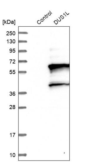 Merck Anti-DUS1L antibody produced in rabbit