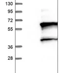 Merck Anti-DUS1L antibody produced in rabbit