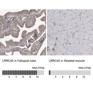 Merck Anti-LRRC45 antibody produced in rabbit
