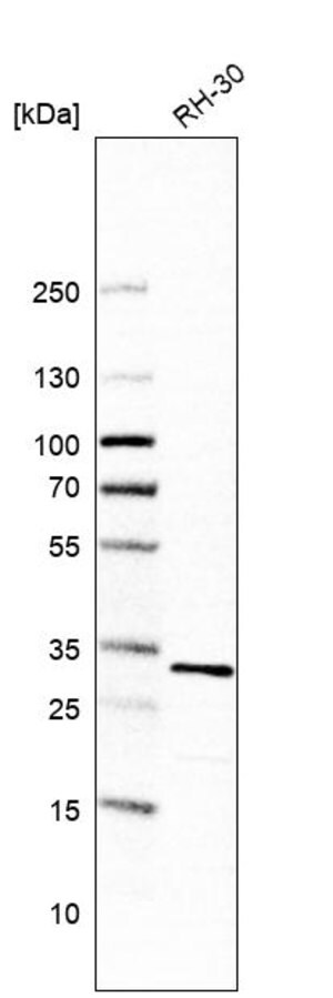 Merck Anti-CCDC43 antibody produced in rabbit