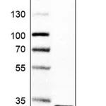 Merck Anti-CCDC43 antibody produced in rabbit