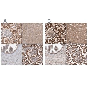 Merck Anti-MRPL45 antibody produced in rabbit