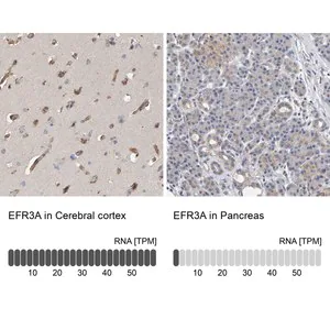 Merck Anti-EFR3A antibody produced in rabbit