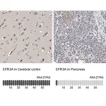 Merck Anti-EFR3A antibody produced in rabbit