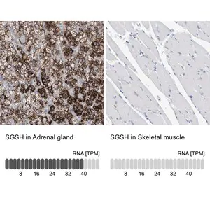 Merck Anti-SGSH antibody produced in rabbit