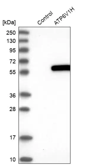 Merck Anti-ATP6V1H antibody produced in rabbit